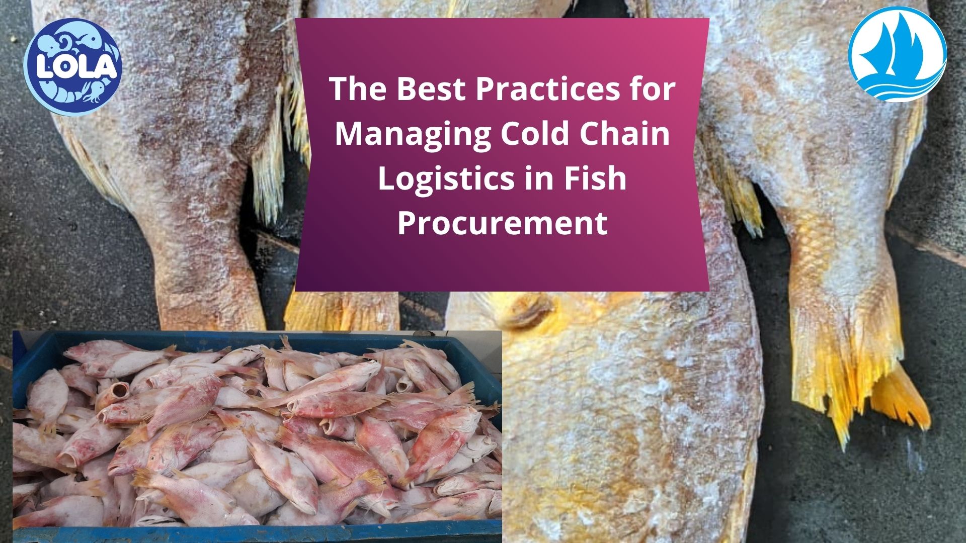 The Best Practices for Managing Cold Chain Logistics in Fish Procurement